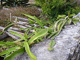 this night-blooming cereus plant will bear pink-colored fruits commonly known as the fire-dragon 
			fruits which sometimes appear in the supermarkets; their sizes are about the size of a clenched fist