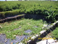 another view of the vegetable garden